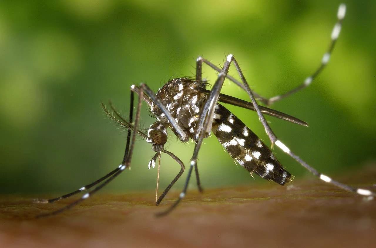 Serviço de Controle de Mosquitos